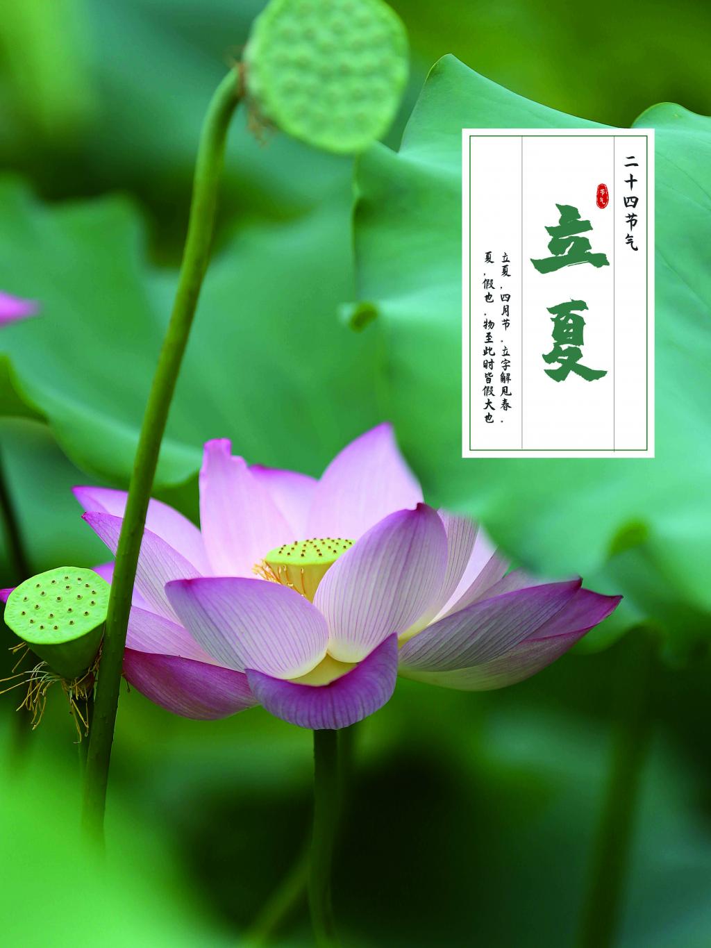 简约中国风立夏节气海报