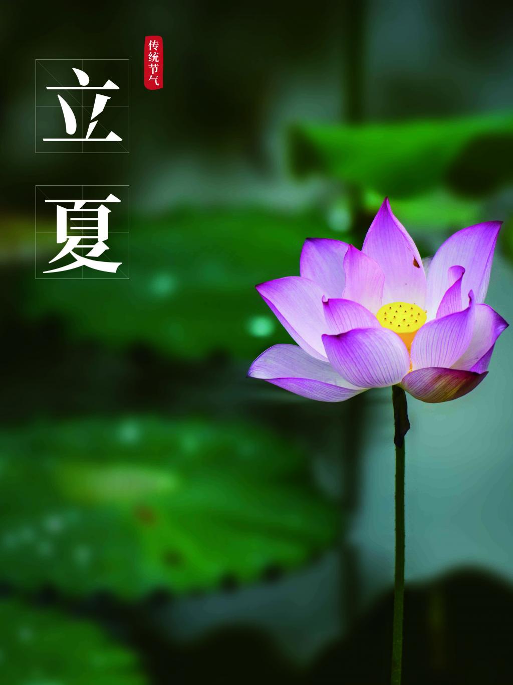 二十四节气立夏宣传海报