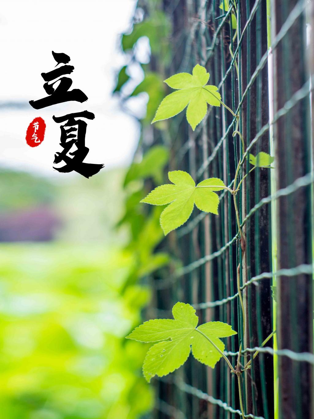 中国传统二十四节气立夏海报