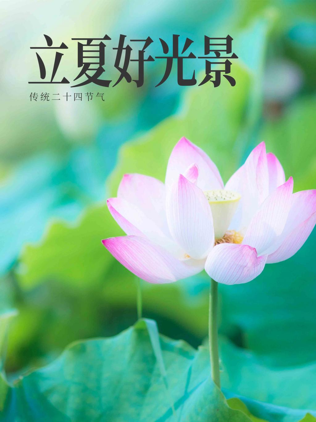 立夏二十四节气海报