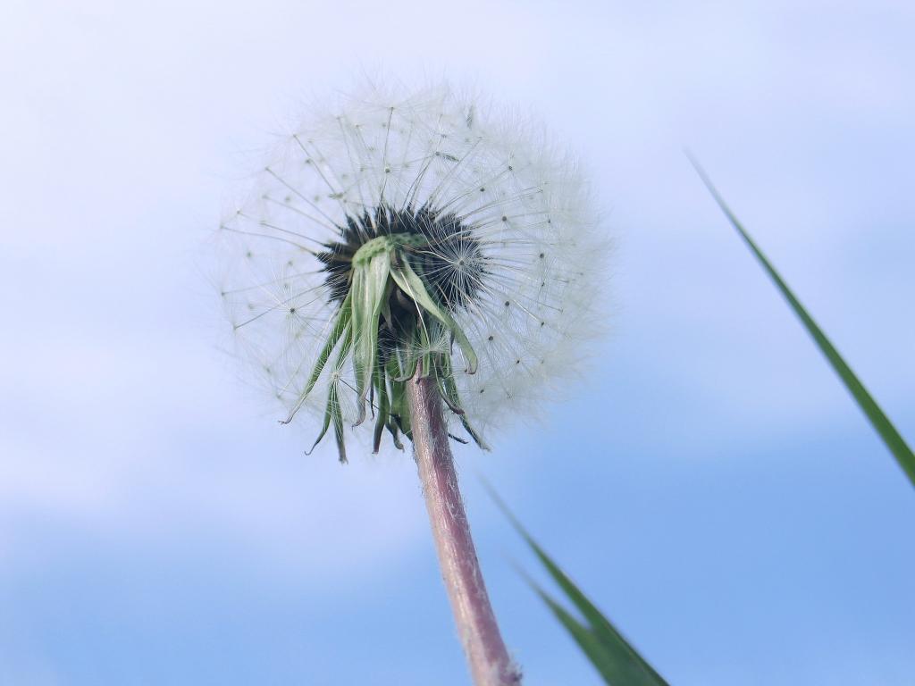 蒲公英清新意境图片