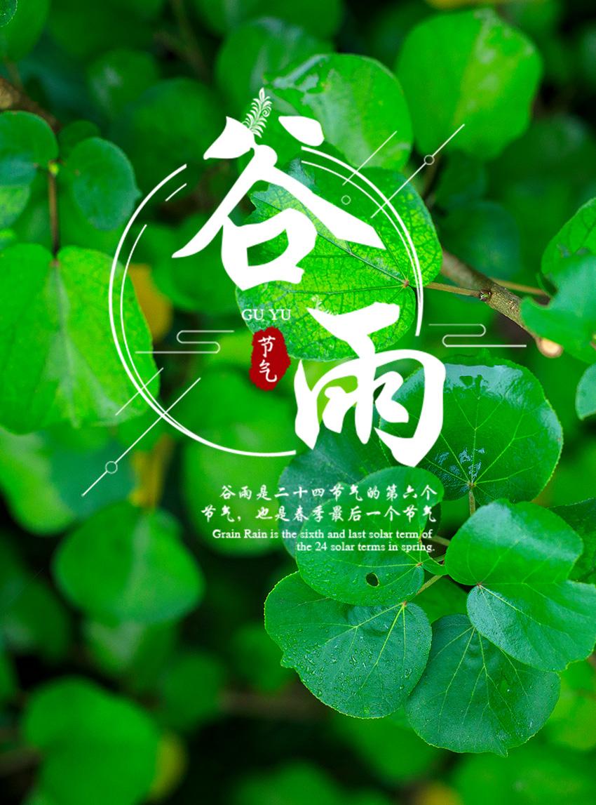 传统二十四节气谷雨海报