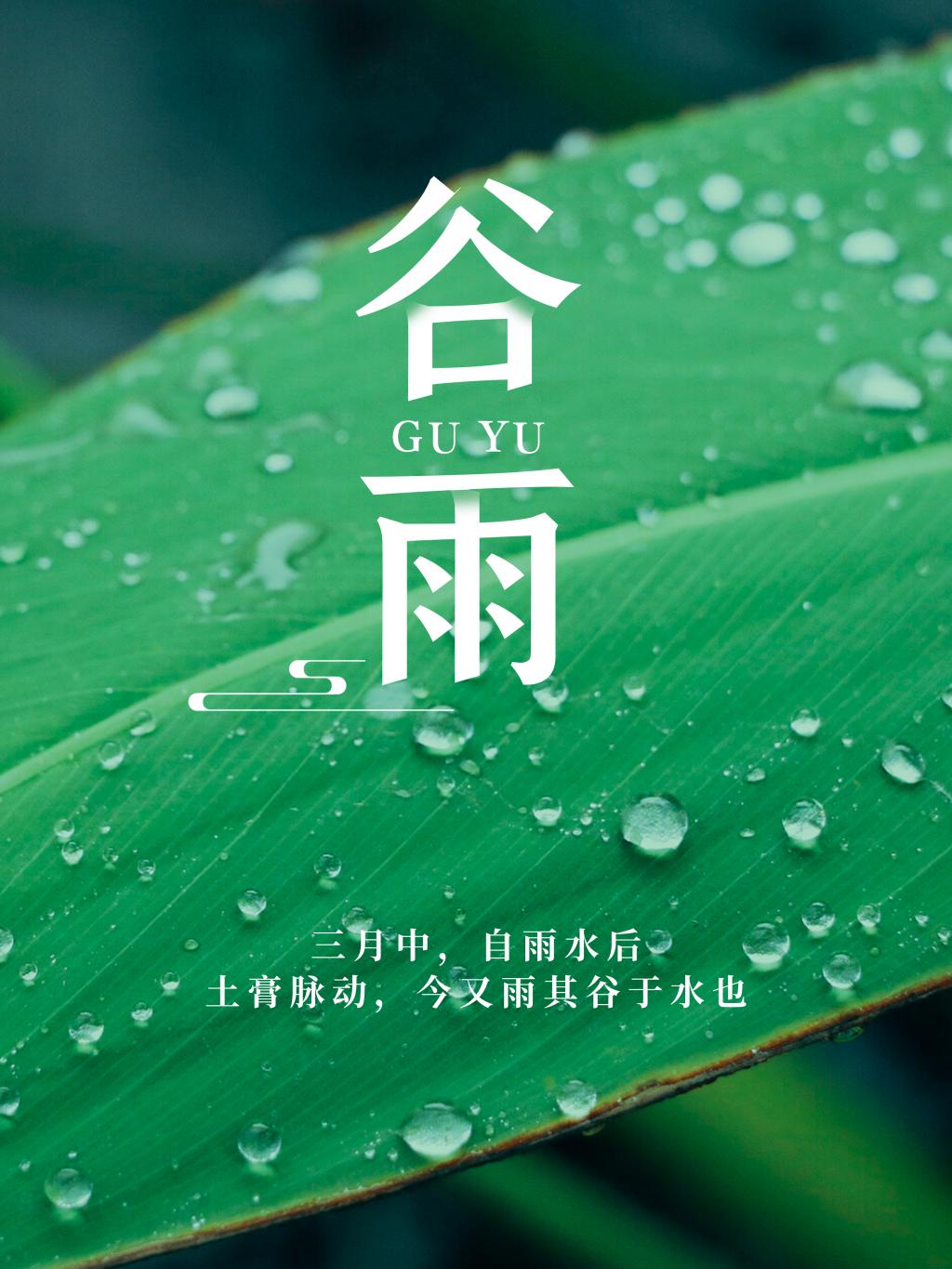 小清新谷雨节气海报
