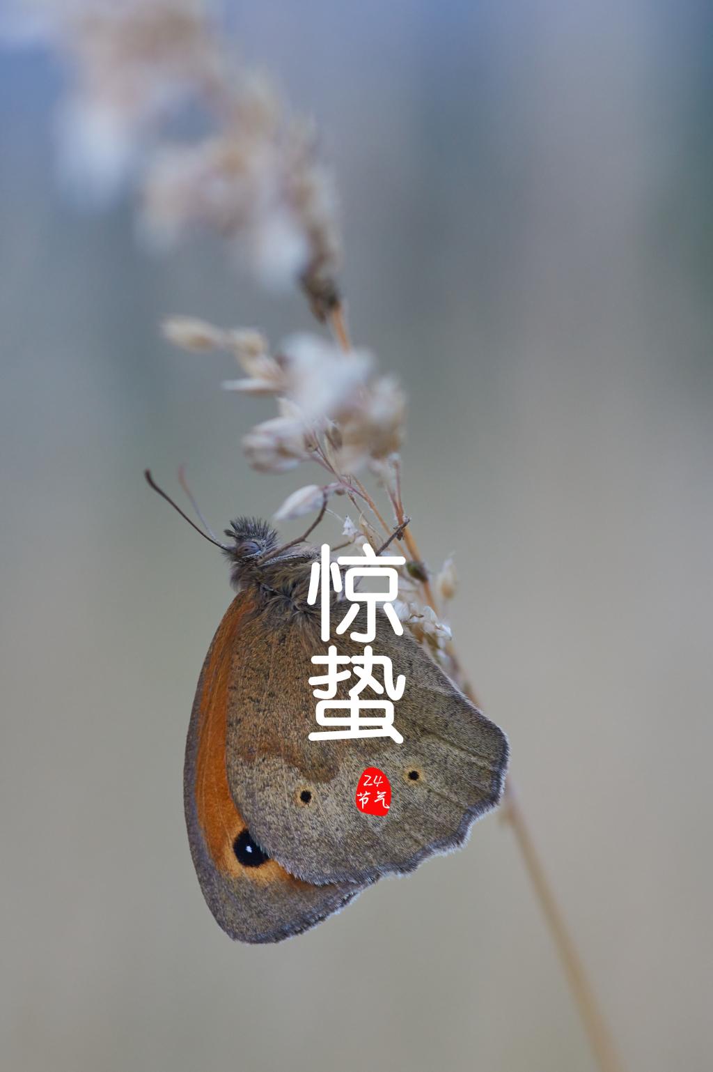 传统24节气惊蛰图片
