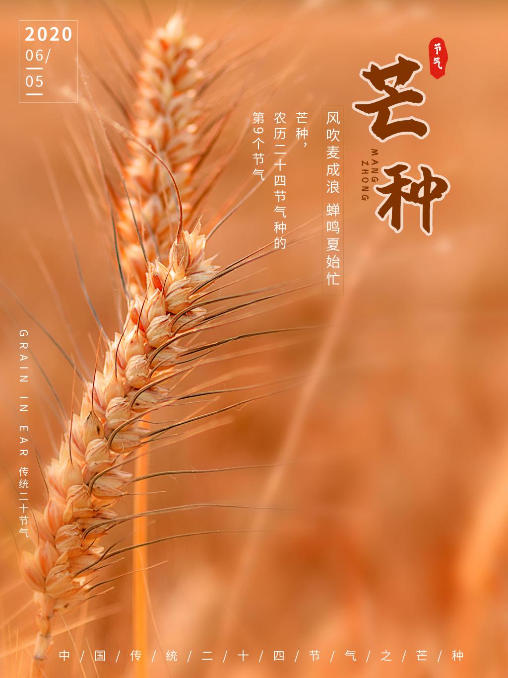 二十四节气之芒种海报
