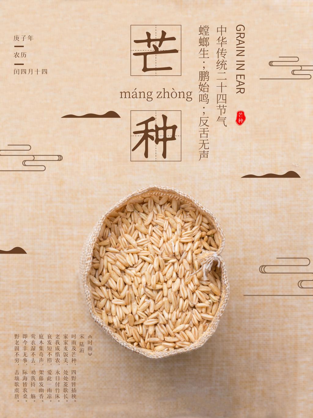传统二十四节气芒种节气海报