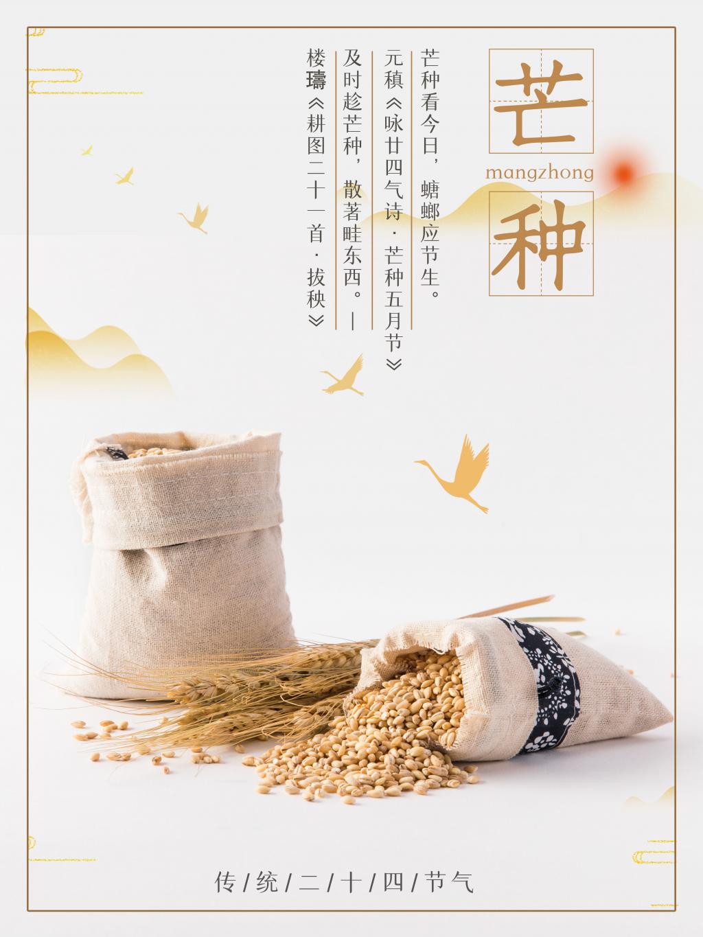 中国传统二十四节气芒种海报