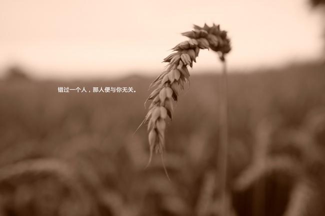 错过伤感带字图