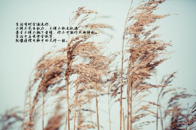qq空间文字图片