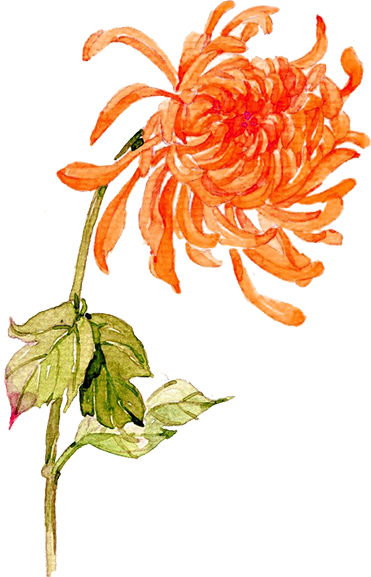 菊花png图片