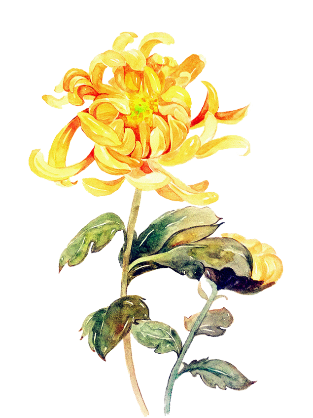 菊花png图片