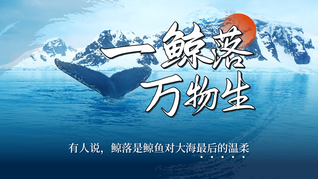 一鲸落万物生——保护鲸鱼主题公益ppt模板